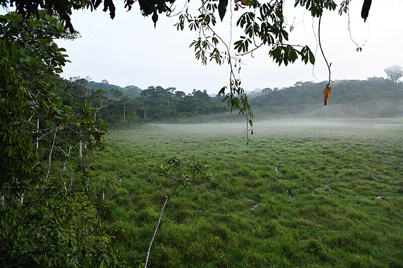 Langoué baï - Ivindo national park (Gabon 2024)