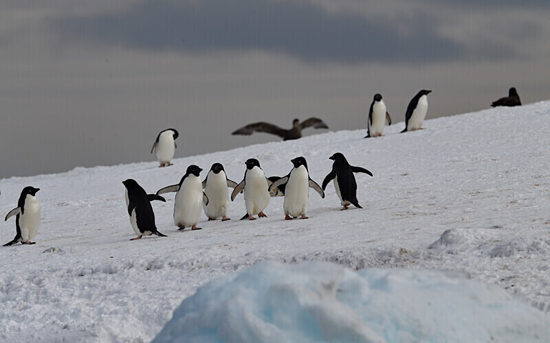  - Ushuaïa Malvinas South Georgia Antartica Peninsula