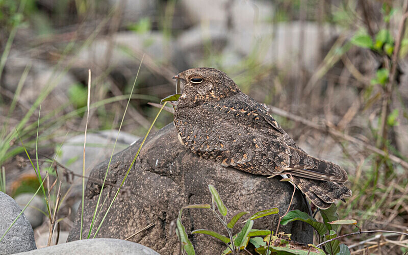 Savanna Nightjar - Manas National Park North East India 2025