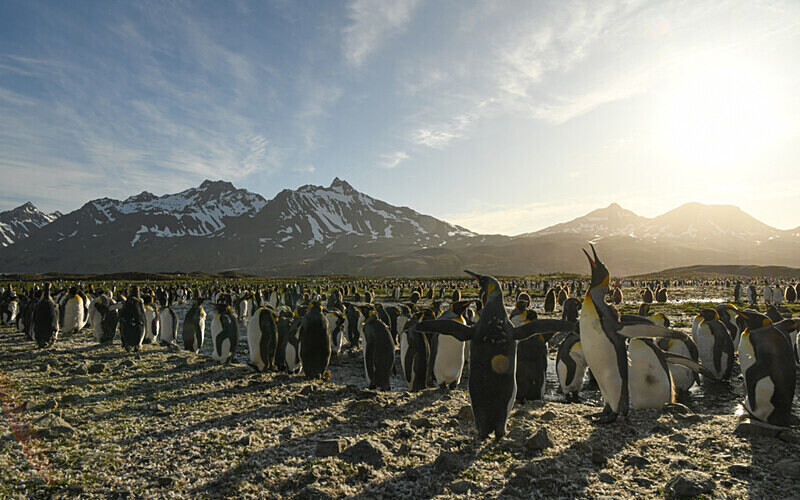  - Ushuaïa Malvinas South Georgia Antartica Peninsula