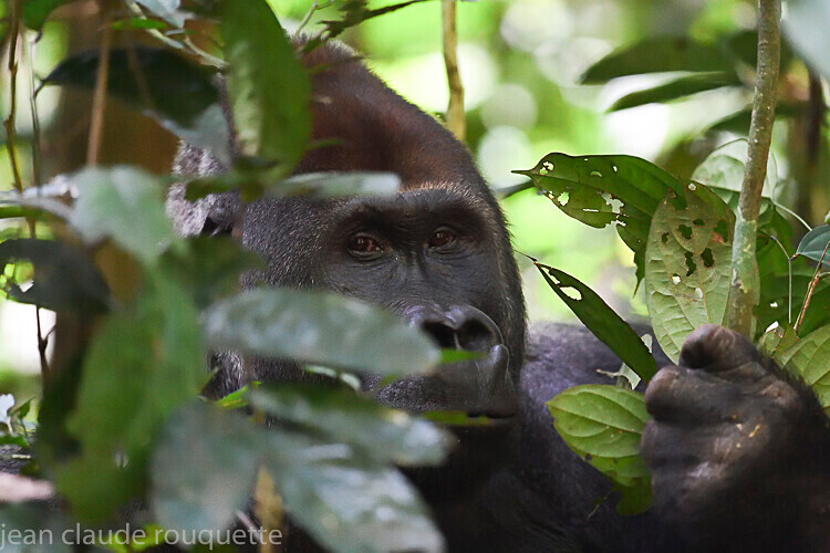  - Dzanga Sangha National Park (République Centrafricaine) 2019