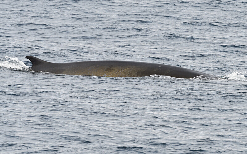 Rorqual commun - Ushuaïa Malvinas South Georgia Antartica Peninsula