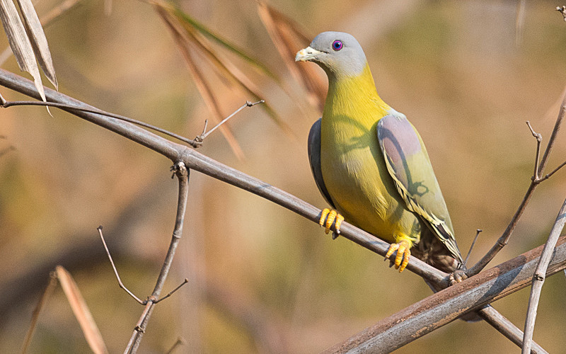 Yellow-footed Green Pigeon - Tadoba national park 2017