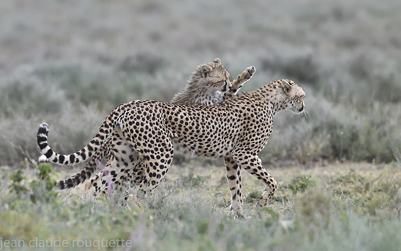  - Serengeti N.P. and N'Gorongoro Tanzania 2018
