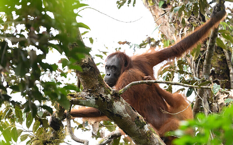 Mother and baby - Sarawak (avril 2024) Borneo Malaisie