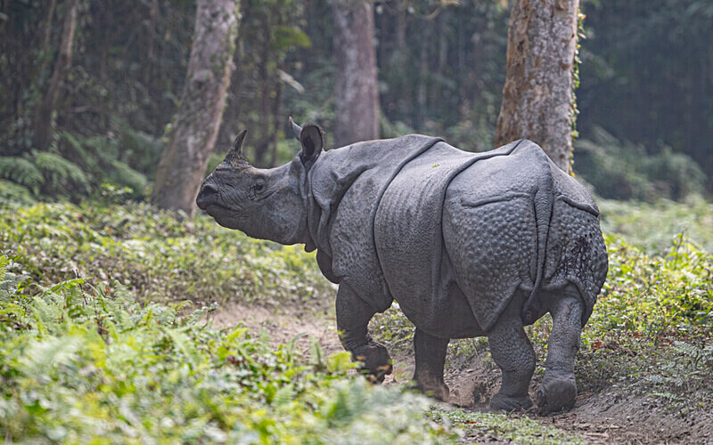 Rhino - Kaziranga National Park Noth East India 2025
