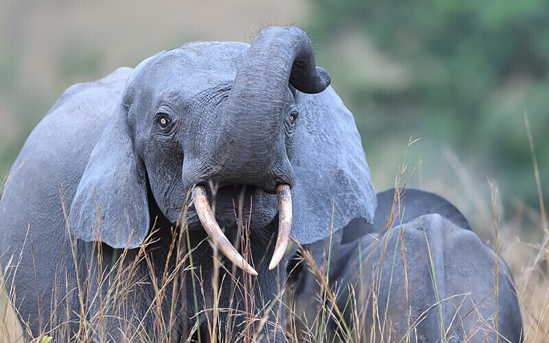  - Parc national de La Lope (Gabon 2024)