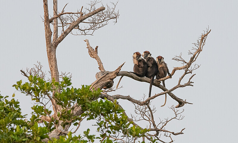 White-collared mangabeys - Loango national park (Gabon 2024)