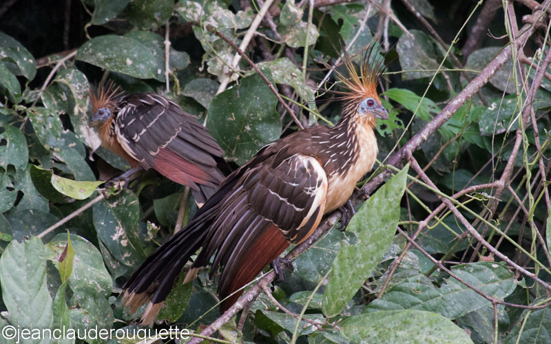 Hoatzin - Manu national park (Peru 2015)