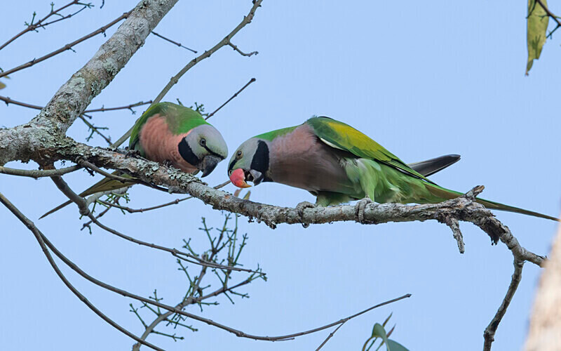 Red-breated Parakeet - Kaziranga National Park Noth East India 2025
