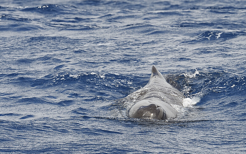 The calf coming to the boat - Açores 2020