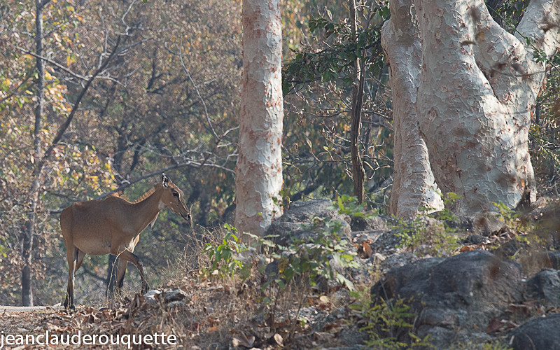 Female Nilgaut - Pench national park (India 2016)