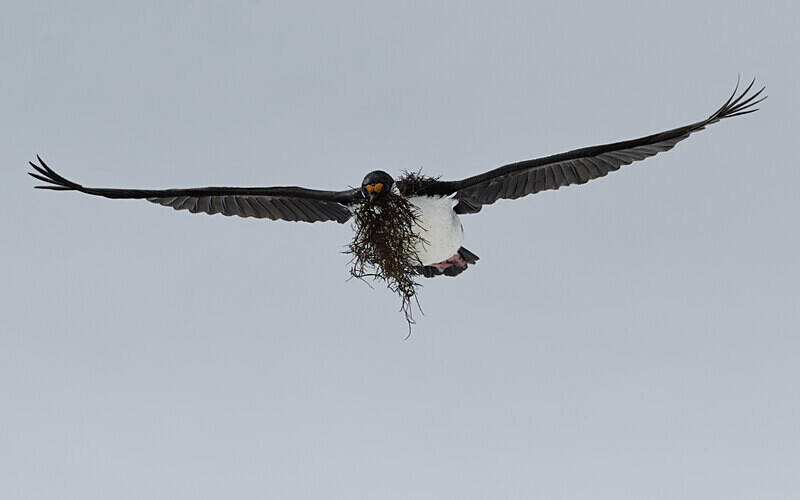 Imperial cormorant building his nest - Ushuaïa Malvinas South Georgia Antartica Peninsula