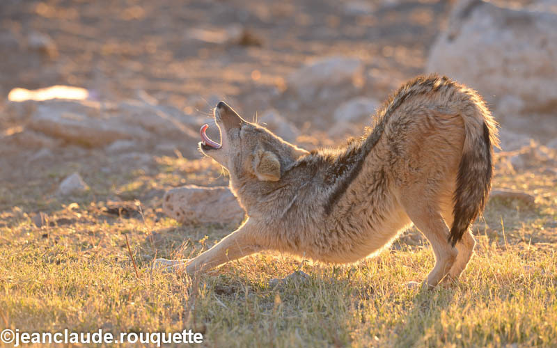 Okaukuejo - Etosha N.P.(Namibia 2013)