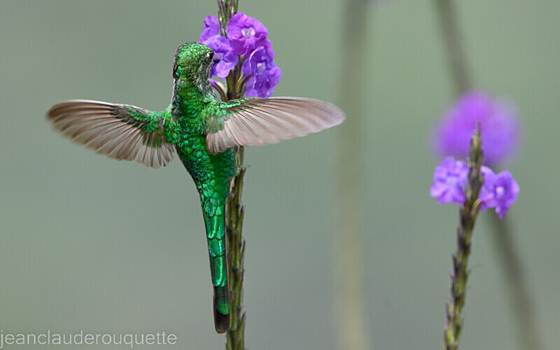 Green-Tailed Trainbearer - Huembo lodge  2022 Colibris du Pérou