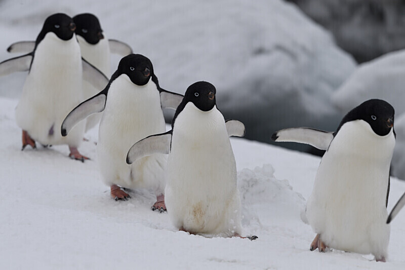Adelie Penguins - Ushuaïa Malvinas South Georgia Antartica Peninsula