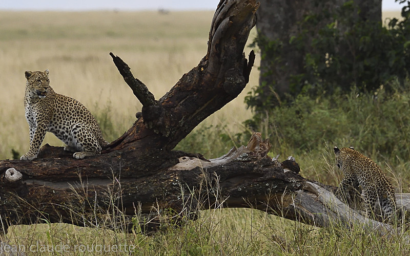  - Serengeti N.P. and N'Gorongoro Tanzania 2018