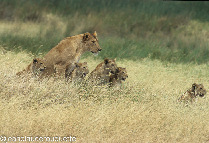 Lionness and cubs - Serengeti N.P. and N'gorongoro Tanzania 1998, 2005 and 2006