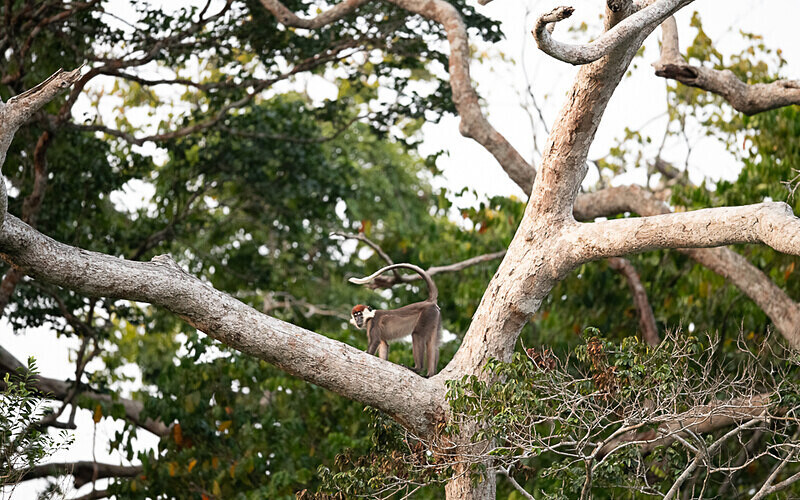 White-collared mangabey - Loango national park (Gabon 2024)