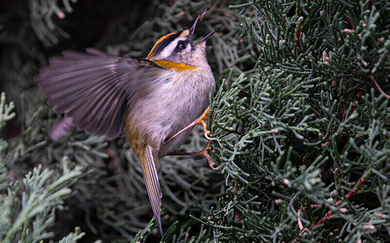  - Roitelet triplebandeau