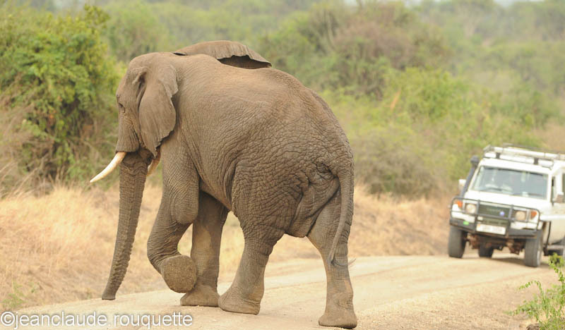 Traffic jam! - Queen Elisabeth N.P. Uganda 2012