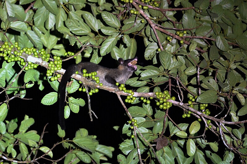 Deramakot wildlife reserve - Sabah avril 2024 Borneo Malaisie