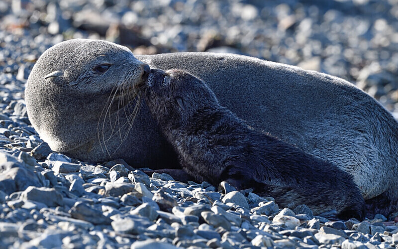  - Ushuaïa Malvinas South Georgia Antartica Peninsula