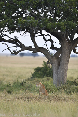  - Serengeti N.P. and N'Gorongoro Tanzania 2018
