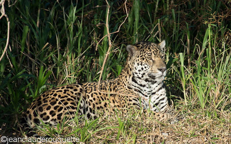 Jaguar female - Pantanal Brazil 2015