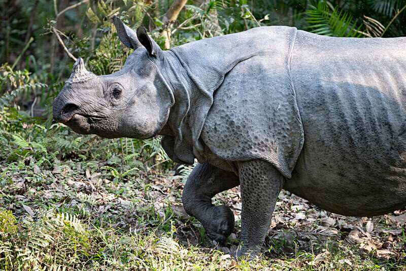 Rhino - Kaziranga National Park Noth East India 2025