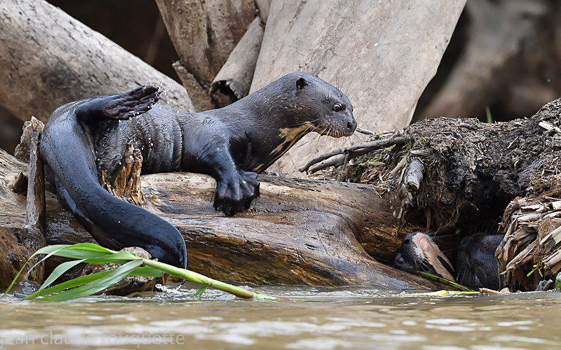  - Pantanal 2018 Porto Jofré