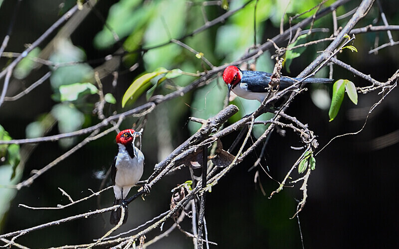 Red-Hooded Cardinal - Pacaya Samiria Pérou 2022