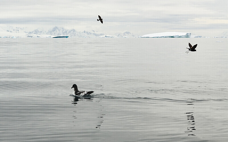  - Ushuaïa Malvinas South Georgia Antartica Peninsula