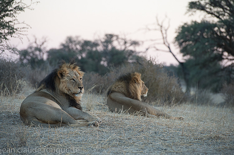  - Kgalagadi transfrontier park (2017)