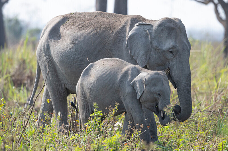  - Manas National Park North East India 2025