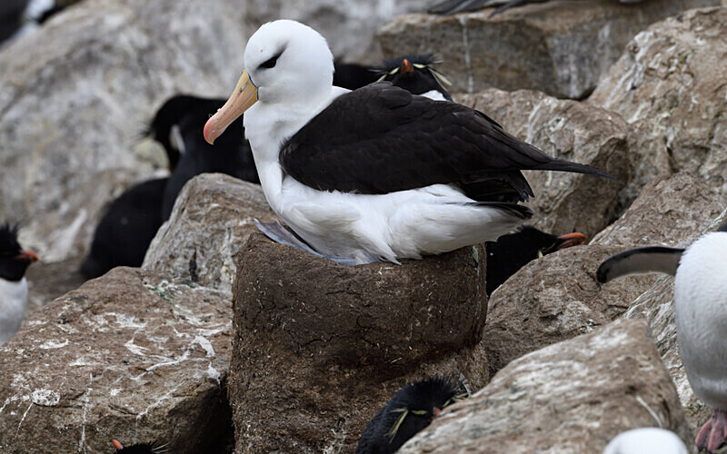 Black-browed Albatros on his nest - Ushuaïa Malvinas South Georgia Antartica Peninsula