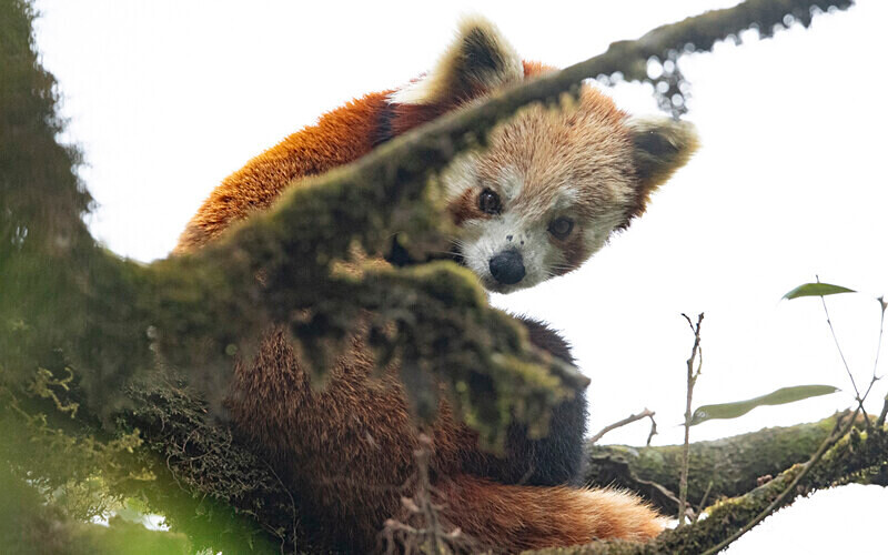 Red Panda - Singalila National Park February 2025 North East India