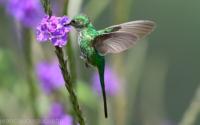 Green-Tailed Trainbearer - Huembo lodge  2022 Colibris du Pérou