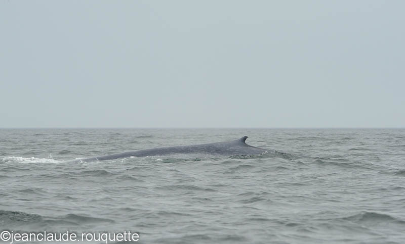Blue whale - West Coast of Greenland 2012