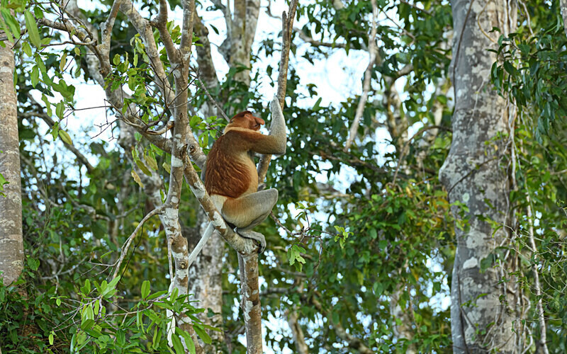 Kinabatangan river - Sabah avril 2024 Borneo Malaisie