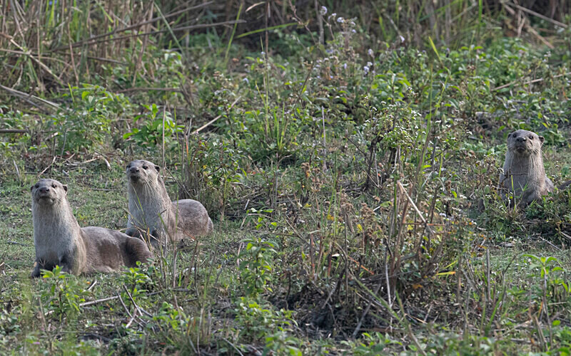 Otters Family - Kaziranga National Park Noth East India 2025