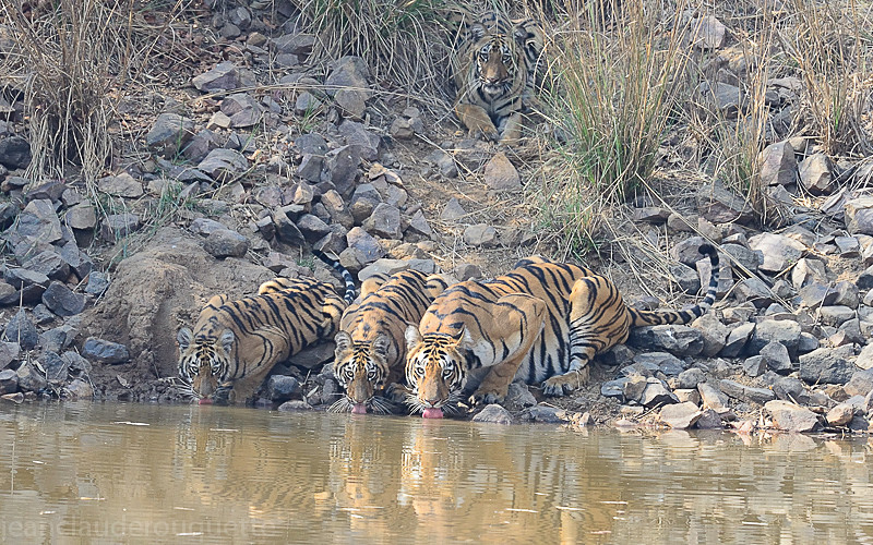  - Tadoba national park (India 2016)