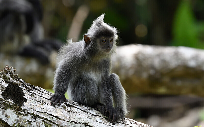Silver leaf monkeys - Sarawak (avril 2024) Borneo Malaisie