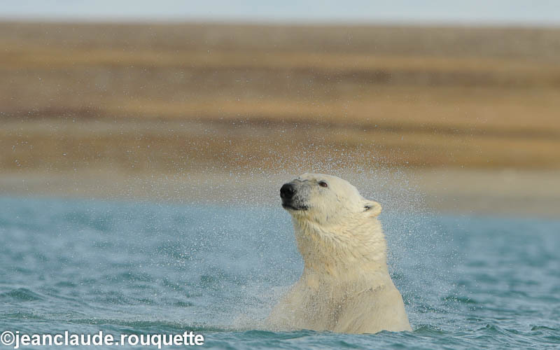Polar bear taking his morning bath - North Canada 2012