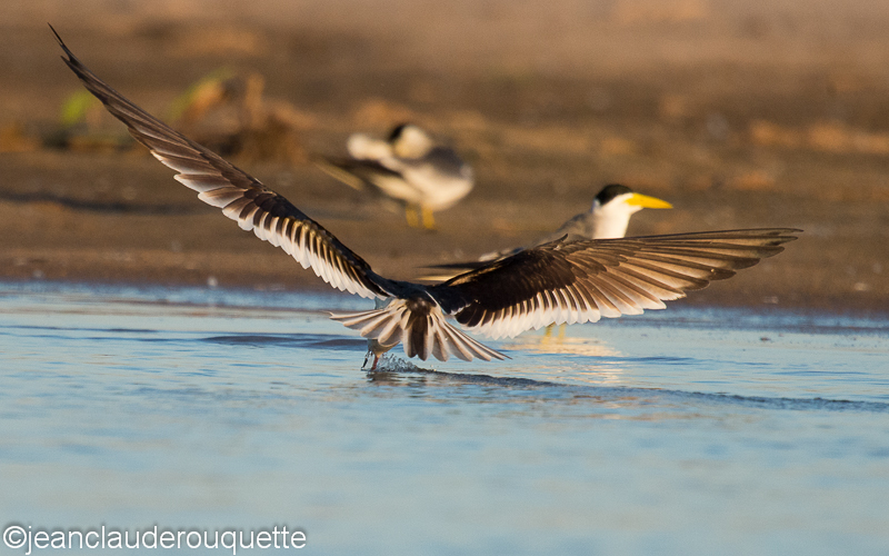Black skimmer fishing - Pantanal Brazil 2015
