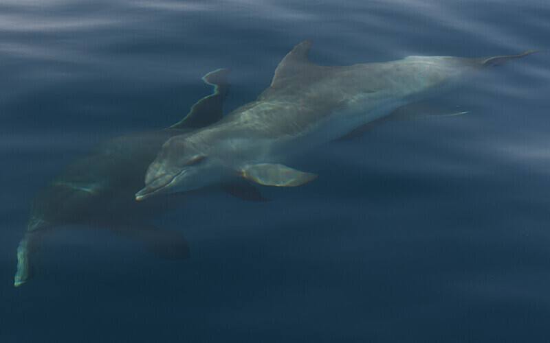 Dauphins communs - méditerranée 2022 et 2023