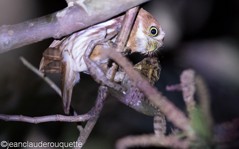 Ferruginous pygmy-owl with a frog - Pantanal Brazil 2015
