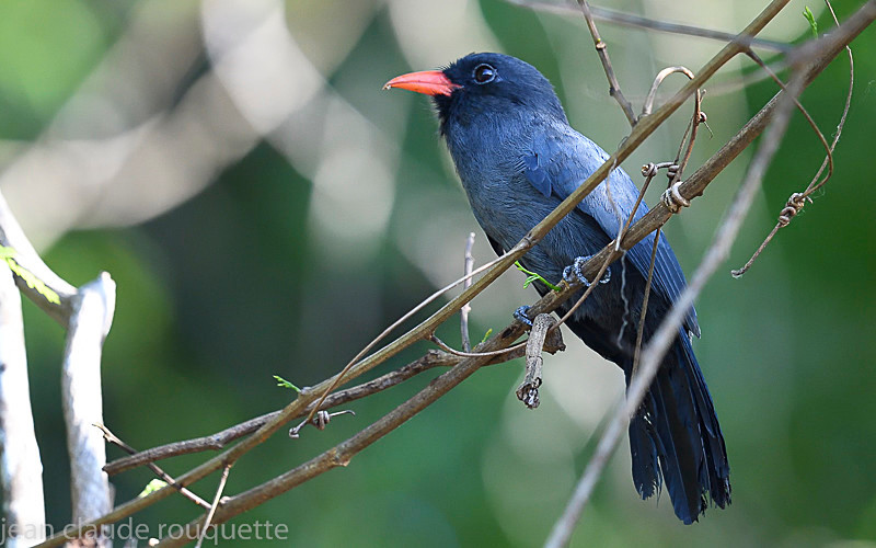 Black- fronted Nunbird - Mamiraua (brésil 2018)