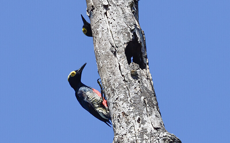 Yellow-Tufted Woodpecker - Pacaya Samiria Pérou 2022