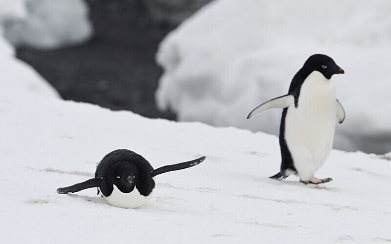 Adelie Penguins - Ushuaïa Malvinas South Georgia Antartica Peninsula